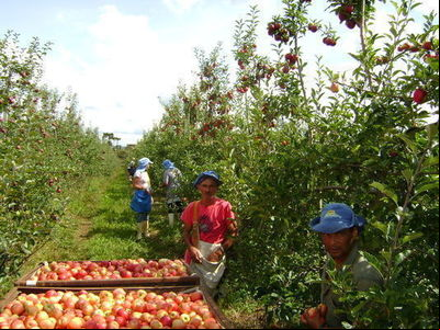 Santa Catarina institui o Comitê Estadual de Sanidade das Pomáceas