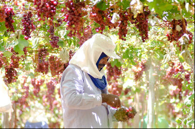 Produtores do Vale do São Francisco já comemoram a retirada de impostos sobre exportações de frutas