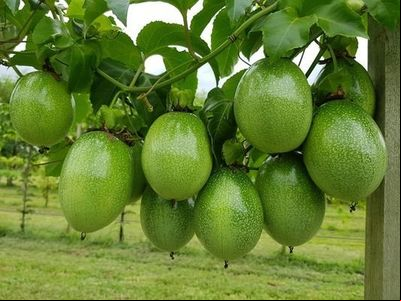 Pesquisadores desenvolvem 1° sistema orgânico de maracujá do País..