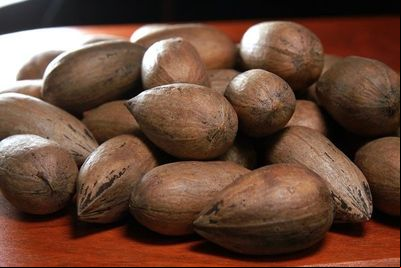 Pesquisas da Embrapa serão apresentadas no 1° Curso Técnico de Noz-Pecã