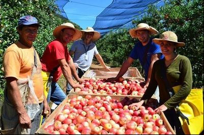 Dia de Campo reúne pomicultores em São Joaquim e Caçador