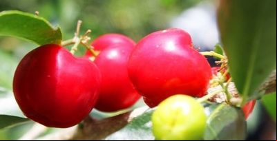 Paraná tem novas cultivares de acerola