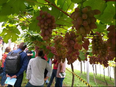 Uvas de mesa desenvolvidas pela Embrapa encantam produtores