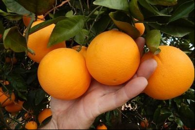 Covid-19 pressiona setor de laranja do Brasil em ano de safra menor, diz produtora