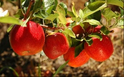 Artigo sobre uso de nanocápsulas de fungicidas na prevenção da podridão da maçã é publicado pela Food Chemistry
