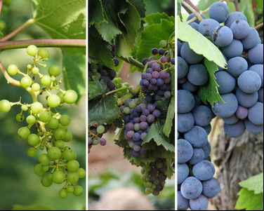 Os 3 segredos de como colher uva com alta qualidade