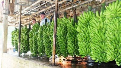 A dupla pandemia da banana, a sanitária derrubando consumo e a da oferta de safra