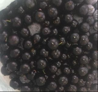 Importância do consumo da casca da jabuticaba para o fortalecimento do sistema imunológico