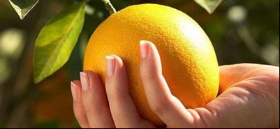  Instituto Agronômico faz recomendações para citricultores no inverno