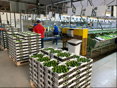 Conservadoras DaColheita são usadas na exportação de limão do Brasil para a Eurásia
