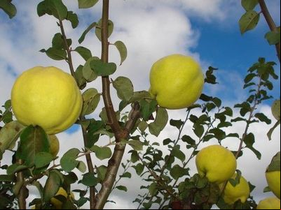 Produção de marmelo e amora preta será tema do primeiro Frutificaminas on-line