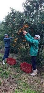 Parceria entre startup do agro e indústria leva rastreabilidade para citricultores