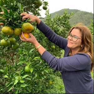 Óleo essencial de ponkan agrega inovação e renda para agricultores no Vale do Ribeira, no Paraná