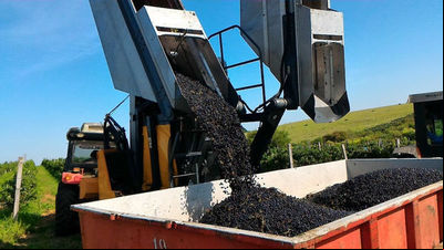 Mecanização na colheita da uva x qualidade aromática do vinho