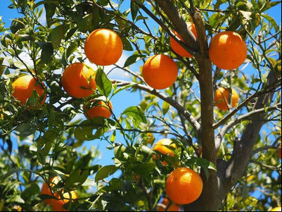 IB desenvolve pesquisas para controle biológico de inseto transmissor do greening