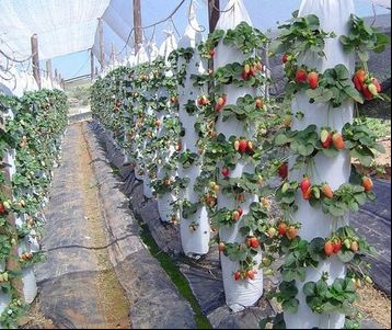 Ácaro predador selecionado pelo IB pode eliminar uso de produtos químicos para controle do ácaro-rajado