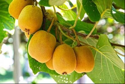 Publicações auxiliam no cultivo de frutíferas de clima temperado na Serra Gaúcha