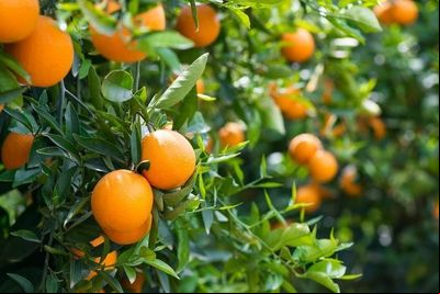 Coopercitrus Campo Digital: Soluções da agricultura 4.0 na palma da mão