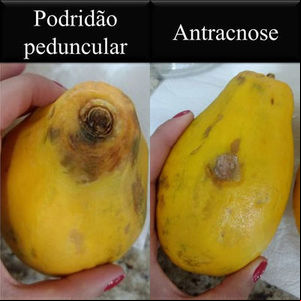 Detecção precoce de fungos em mamão papaia pode reduzir perdas na pós-colheita