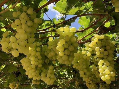 Embrapa apresenta primeira cultivar de uva 100% Nordestina