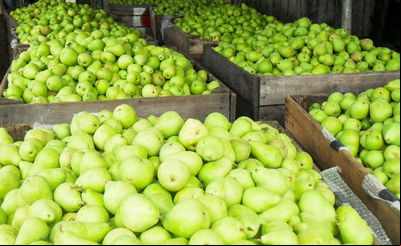 Fruticultores recebem assistência técnica e gerencial para ampliar produtividade em SC