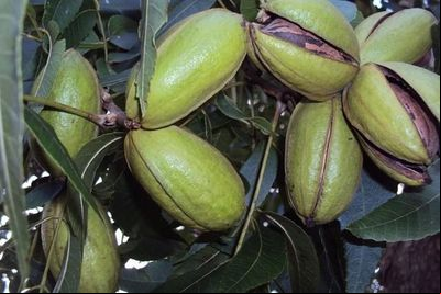 1º Encontro do Polo Sul-americano da Noz-pecã debate produção da fruta