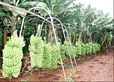 Ciência identifica isolado de fungo capaz de controlar a pior doença da bananeira 