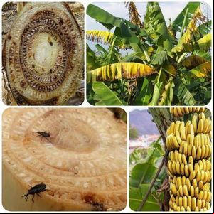 Broca-da-banana tem controle biológico por fungo