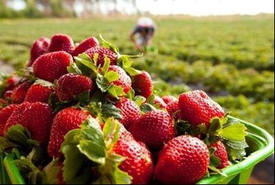 Incaper promove curso online para técnicos sobre a cultura do morango