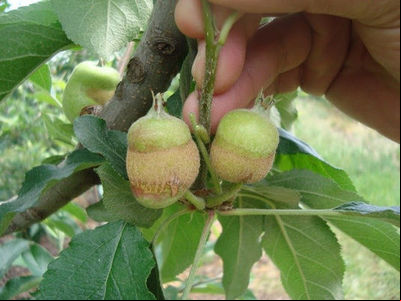 Geadas entre outubro e novembro causam danos localizados em pomares do Planalto Sul
