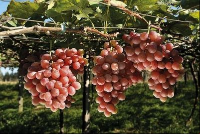 Evento online da EPAMIG debate a elaboração de vinhos brancos e rosés