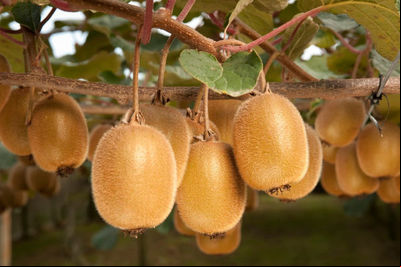 Micropropagação de Kiwizeiros (Actinidia arguta, Actinidia deliciosa e Actinidia chinensis)