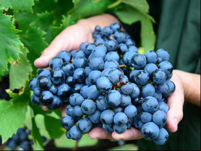 Safra de uva está com frutos de boa qualidade e colheita antecipada em SC