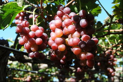 Secretaria de Agricultura viabiliza cultivo de uva para produção de vinhos finos nas condições paulistas