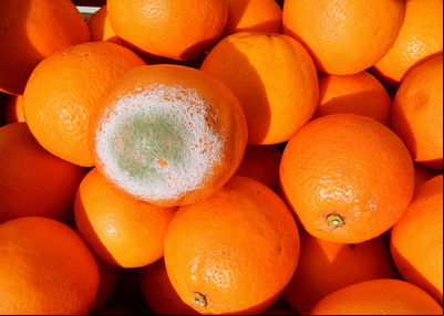 Manejo integrado com tecnologias sustentáveis não usa químicos para controlar o bolor-verde da laranja