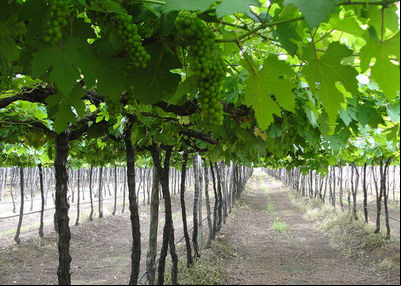 Brasil é pioneiro em Indicação Geográfica de vinhos tropicais