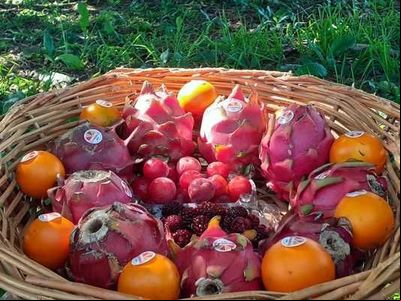 Frutas pouco comuns produzidas em Minas Gerais