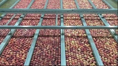 Regulador de crescimento para maçãs da Sumitomo Chemical está disponível no Brasil