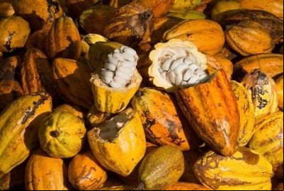 Indicação Geográfica agrega valor a produtos da biodiversidade no Norte do país