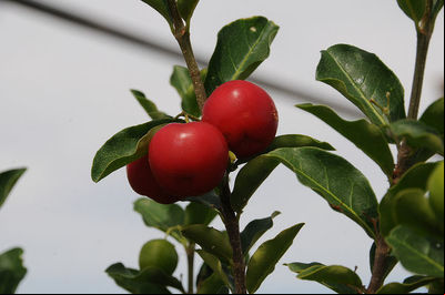 Secretaria de Agricultura desenvolve estudos para melhorar fertilidade e reduzir a temperatura de solo dos pomares de acerola