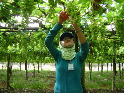 Projeto-piloto fomentará uso da tecnologia na Fruticultura do Nordeste