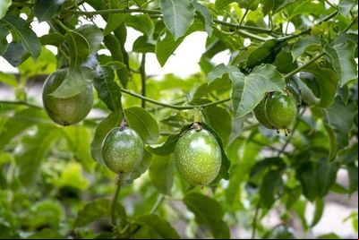 Produtividade de maracujá orgânico é quase 3 vezes maior que cultivo com agrotóxico
