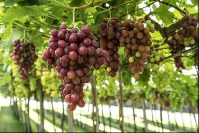 Chegou a hora! Nova temporada do Circuito IHARA Digital 2021 com conteúdos relevantes e de interesse do agricultor brasileiro