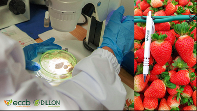 Dillon Biotecnologia