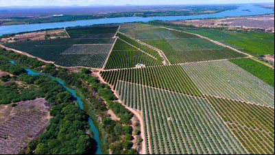 Maior exportador de mangas  do Brasil, tem aumento de 20% na produção após adotar irrigação por gotejamento 