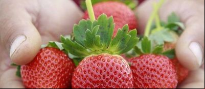Pesquisa busca aperfeiçoar cadeia do morango 