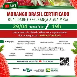 Live da Embrapa lança campanha do morango Brasil Certificado
