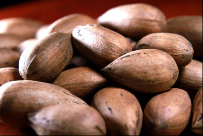 Embrapa lança documento com áreas recomendadas para cultivo da nogueira-pecã no Sul do país