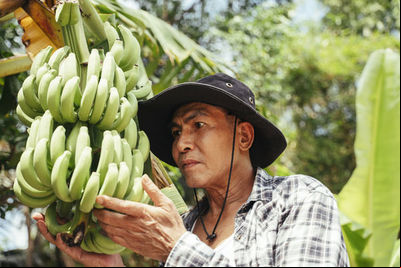 Soam os alarmes no Peru e no Equador pela Pandemia da banana e peritos pedem cooperação público-privada para enfrentar a praga