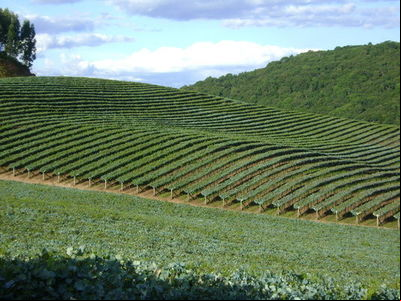 Congresso Internacional de Viticultura de Montanha adiado para 2022 